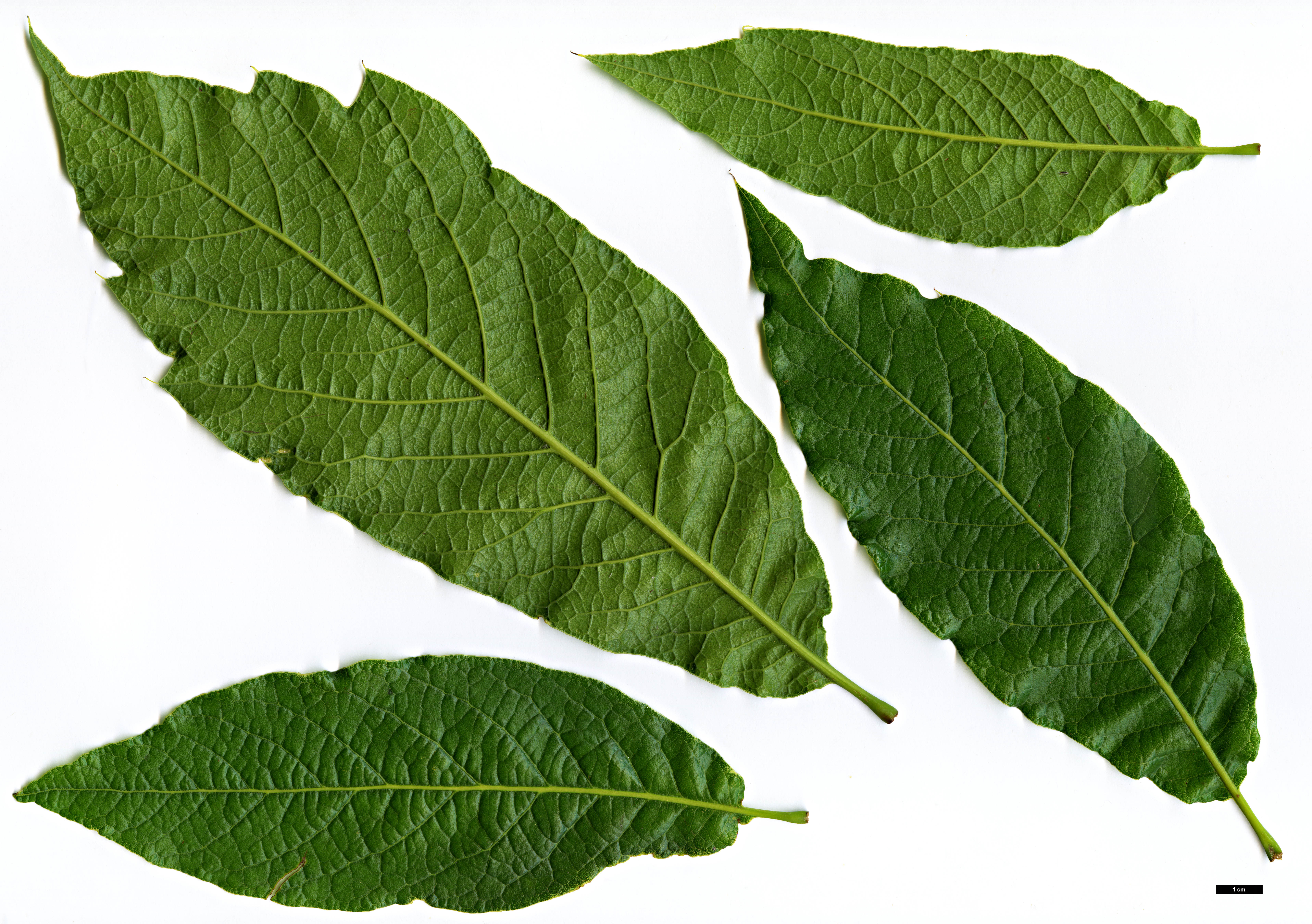 High resolution image: Family: Fagaceae - Genus: Quercus - Taxon: rysophylla × Q.sartorii